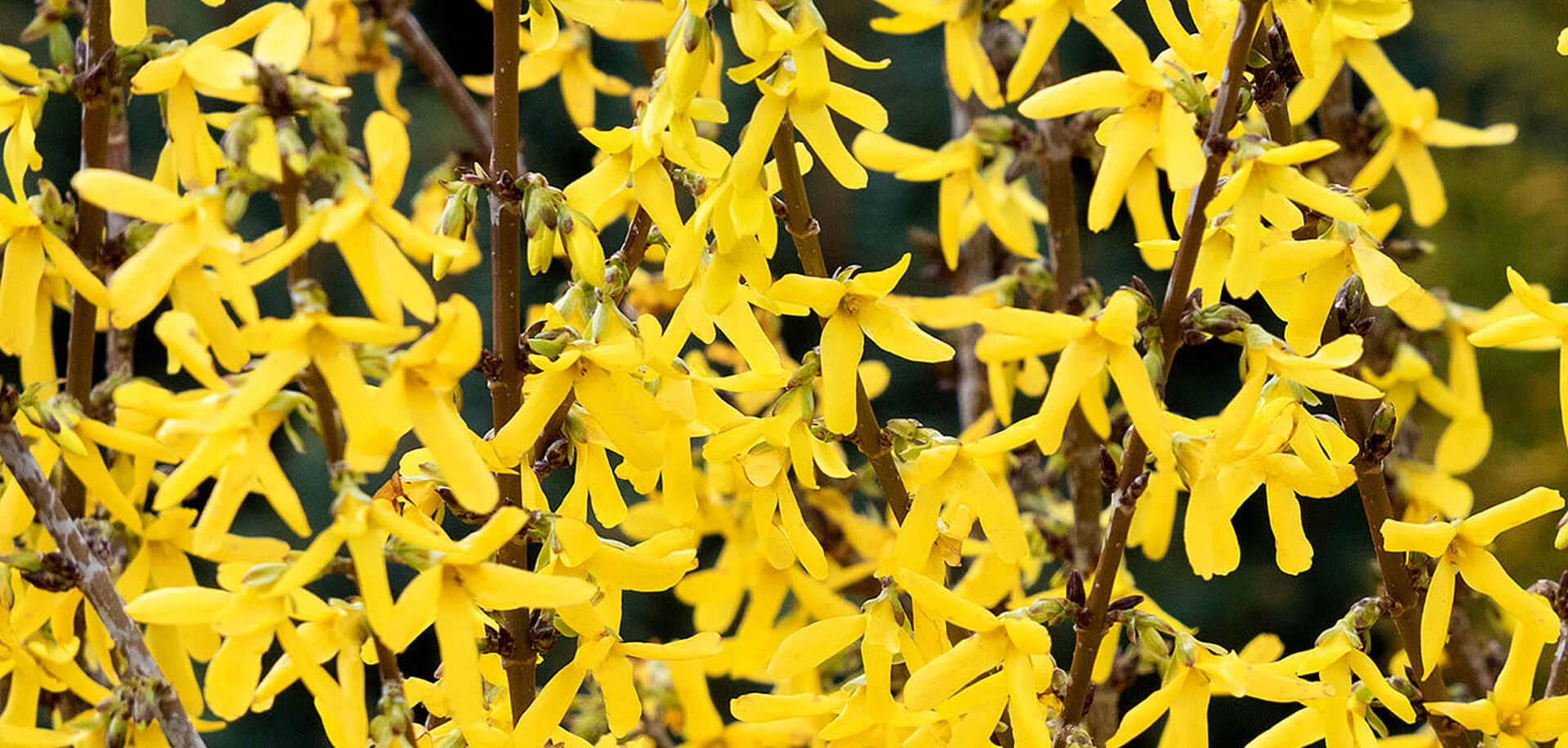 Forsythia Place Subdivision